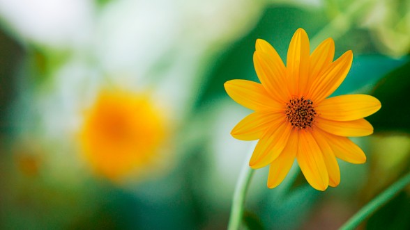 Fotografíe... Flores del patio de la casa - Foto: e-naxian.com