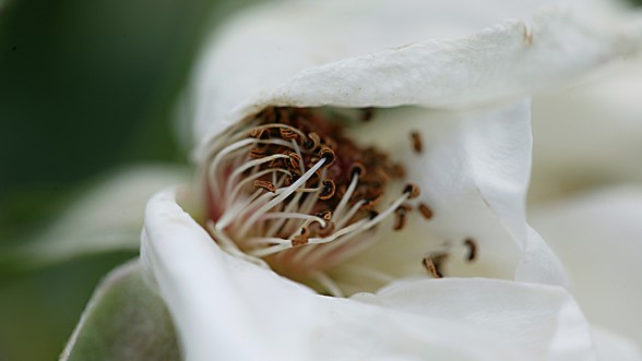 En el Campo de Tarragona, sin ruidos, sin prisas...  - Foto: e-naxian.com