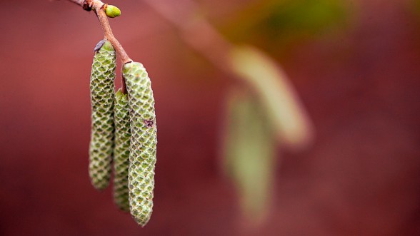 En una finca dedicada principalmente al cultivo de la avellana  - Foto: e-naxian.com